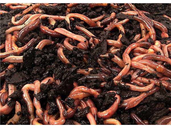 Mivardi Thermo rousnice 1kr/12ks