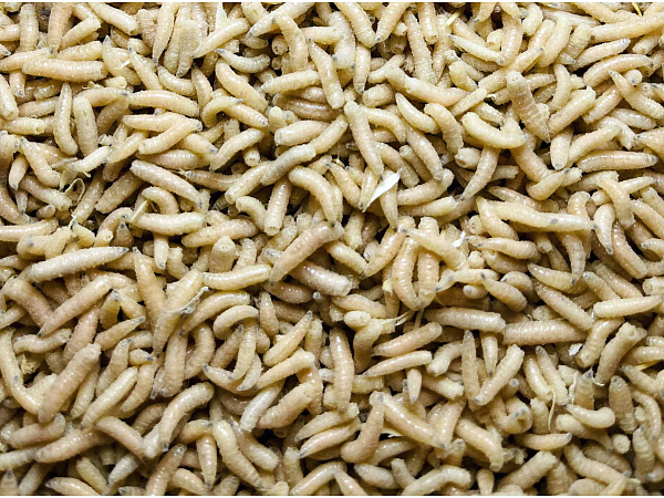 Mivardi Pinka bílá (1L=600gr.)