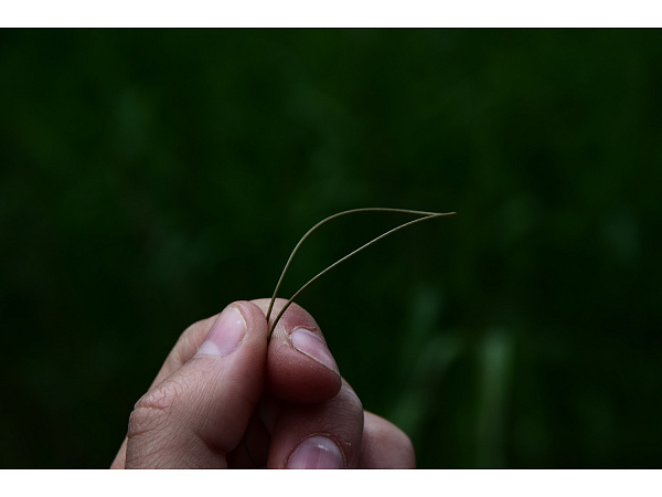 Mivardi Šňůrka Skinline StripShield 15m/15lb