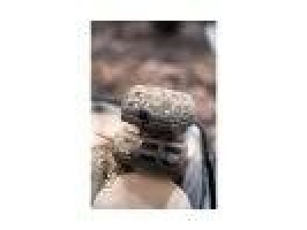 KORUM - Krmítko Camo Inline Cage M