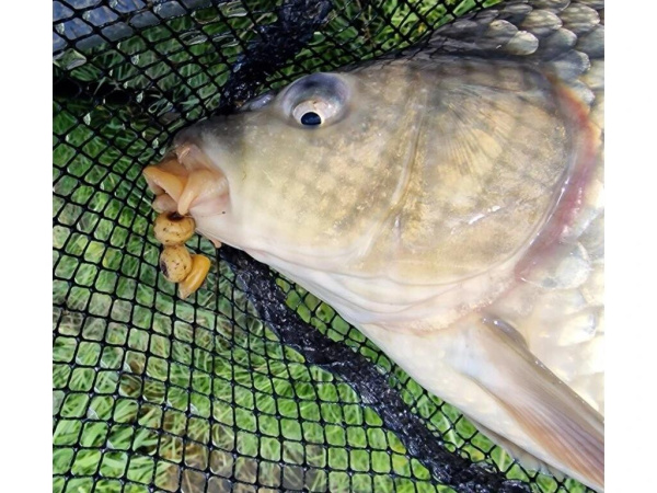 Chytil - Vařený tygří ořech, 250g