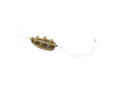 Extra Carp Method Connector