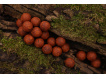 Karel Nikl Nikl Hotové boilies Devill Krill ATTRACTIVE
