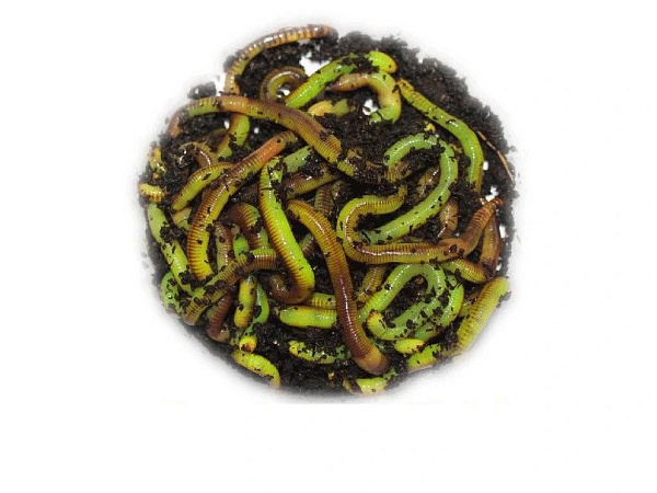 ATK - Rousnice zelené