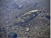LK Baits - Predátor dipovaná rybička M