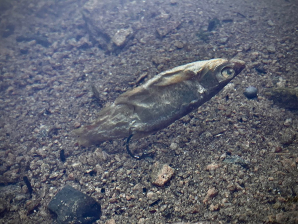 LK Baits - Predátor dipovaná rybička M