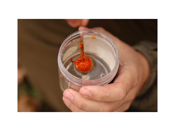 Nikl Práškový dip Chilli & Peach 60g