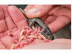 PRESTON INNOVATIONS - Krmítko ICS IN-LINE Maggot Feeders Large