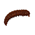 SPRO - Gumová Nástraha Trout Master Camola Worm 3 cm 15 ks                    