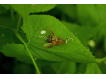 SAVAGE GEAR - Wobler 3D Cicada 3,3cm 3,5g