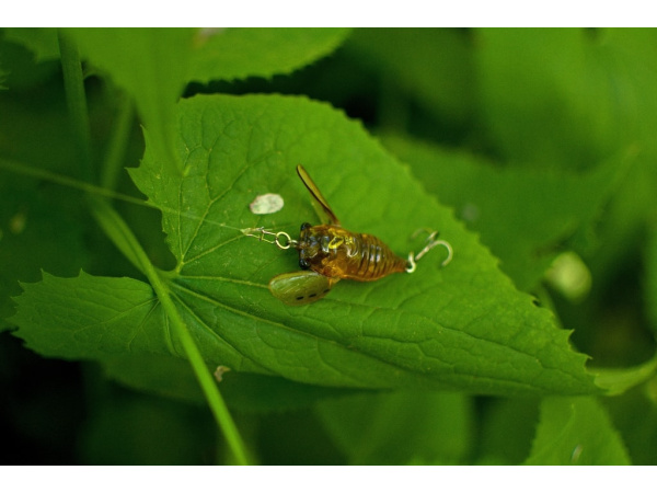 SAVAGE GEAR - Wobler 3D Cicada 3,3cm 3,5g