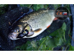 SAVAGE GEAR - Wobler 3D Cicada 3,3cm 3,5g