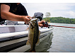Berkley - Wobler Choppo Floating 10,5cm, 21g