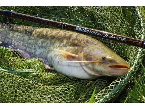 Giants fishing Prut Gaube Medium Method Feeder 12ft 40-90g 