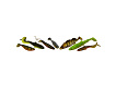Westin Sada Nástrah Predator Soft Lure Box 60 ks