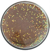 Berkley - Těsto Na Pstruhy Natural Glitter Troutbait Rybí Pelety - Třpytivá Bílá