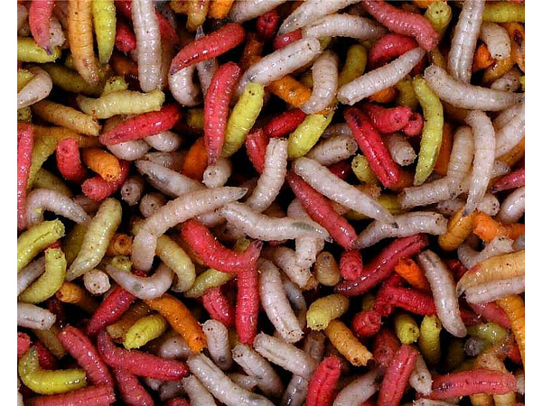 ATK - Červi barevní