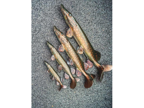 Fox Rage Ultra-Realistic Pike Replicant