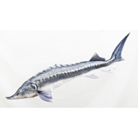 GABY - Polštář Vyza Velká 140cm