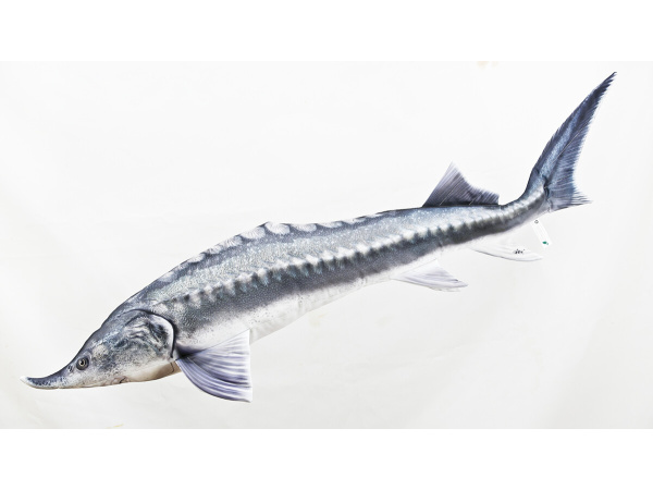 GABY - Polštář Vyza Velká 140cm