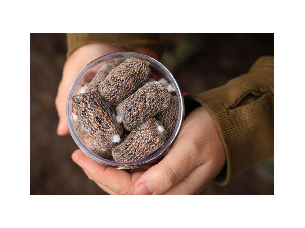 Nikl Ready PVA Stick Calanus & Krill 20ks