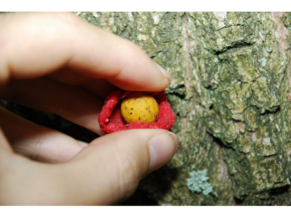 LK Baits Boilies paste 200ml