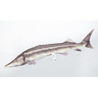 GABY - Polštář Jeseter malý 60cm