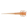 Berkley - Gumová Nástraha PowerBait Swordtail, 3cm, 14ks