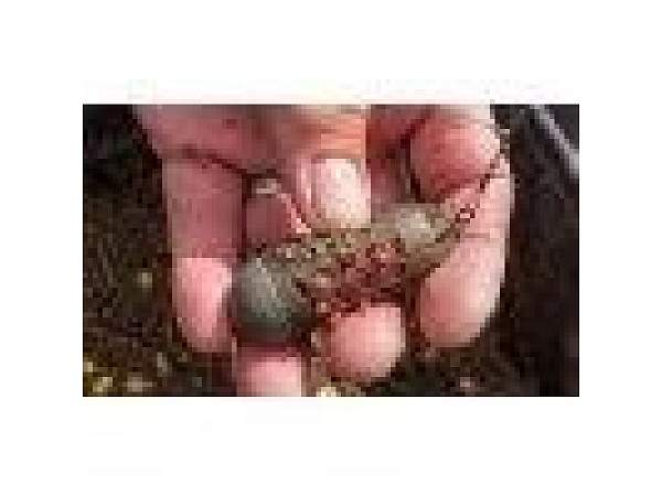 Preston Krmítko Absolute Window cage feeder xlarge 45g