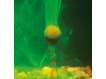ZFISH - Dip Bait Attractant