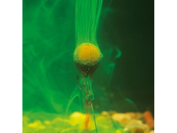 ZFISH - Dip Bait Attractant