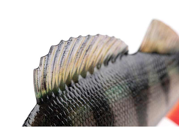 Fox Rage Ultra-Realistic Perch Replicant