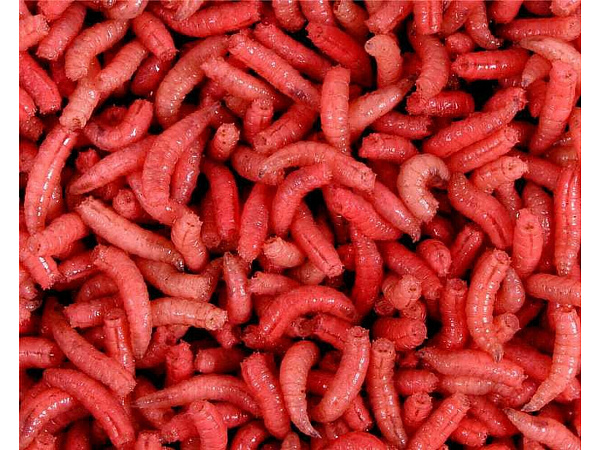 ATK - Červi červení