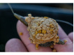 SONUBAITS - Stiki method pellets 2mm, 650g
