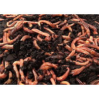 Mivardi Thermo rousnice 1kr/12ks