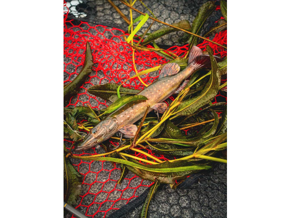 Fox Rage Ultra-Realistic Pike Replicant